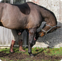 Physio for Horsess 3