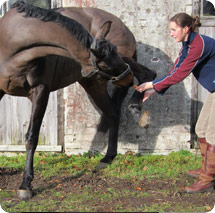 Physio for Horses 1