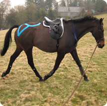 Equine - Physio for horses in Devon